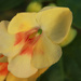 Impatiens hybrid: ‘Fusion Radiance’ by rhoing