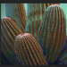 Saguaro by redy4et