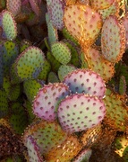 18th Nov 2013 - Prickly Pear Cactus