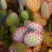 Prickly Pear Cactus by redy4et