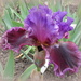 Unnamed Tall Bearded Iris by kiwiflora