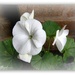 White geranium by beryl