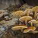 firewood and fungus by jantan