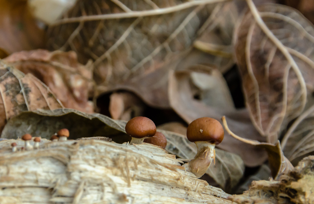 Family of  Small Mushrooms by kathyladley
