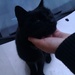 I want to kindnapp this cat :x by nami