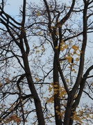 18th Nov 2013 - Yellow leaves