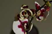 20th Nov 2013 - Phalaenopsis Orchid