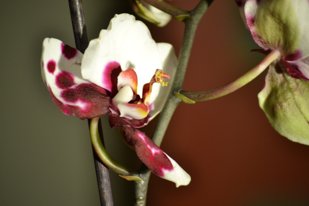 Phalaenopsis Orchid   by ziggy77