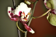 20th Nov 2013 - Phalaenopsis Orchid  
