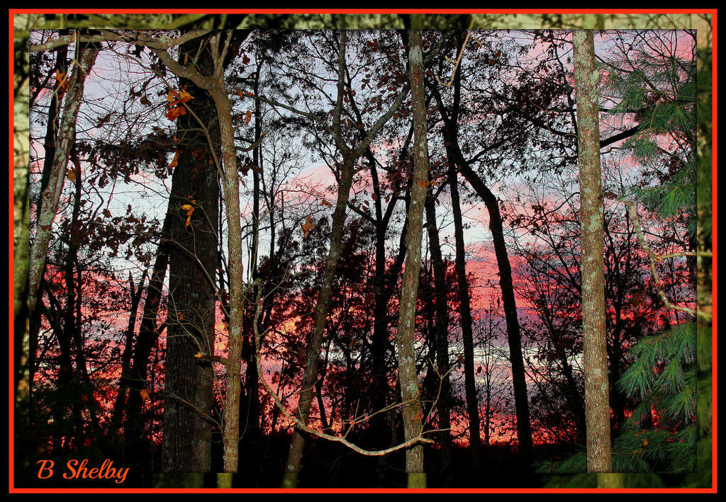 Sunset through the woods by vernabeth