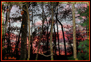 19th Nov 2013 - Sunset through the woods