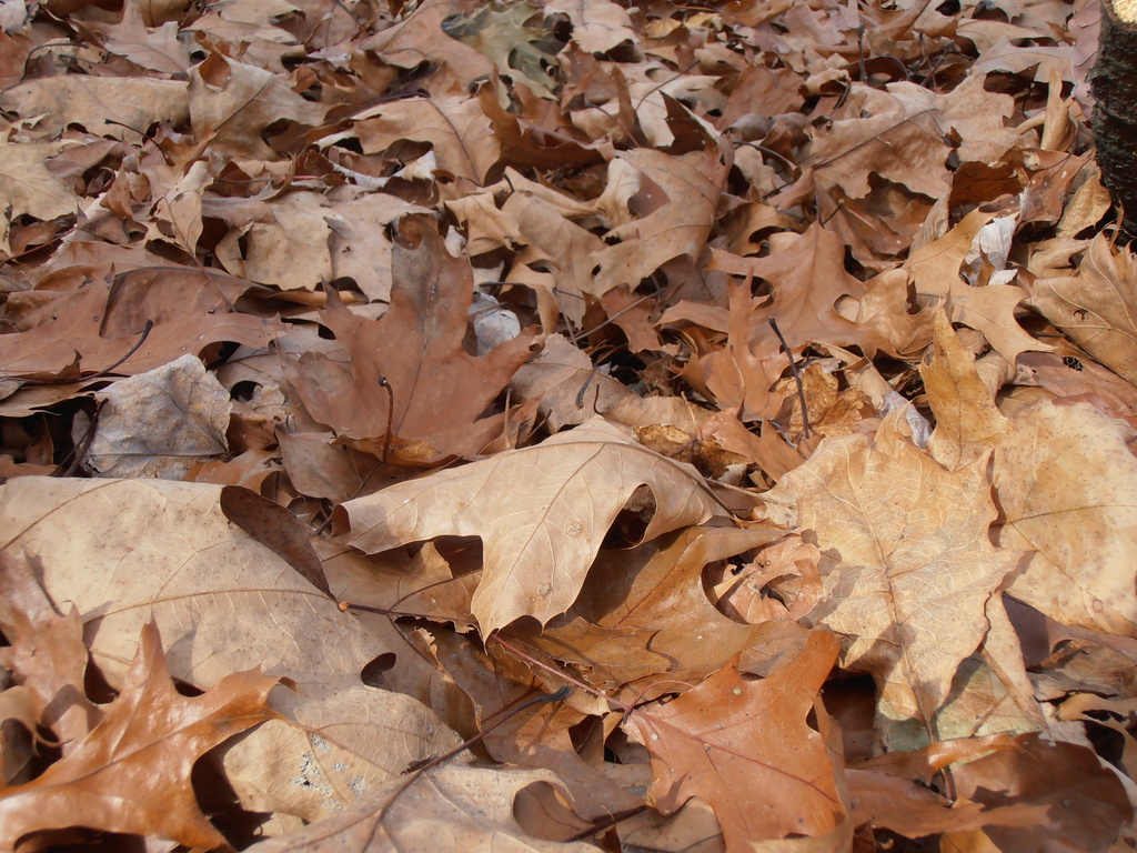 carpet of leaves by julie