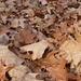 carpet of leaves by julie