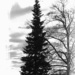 Oh Christmas Tree by digitalrn