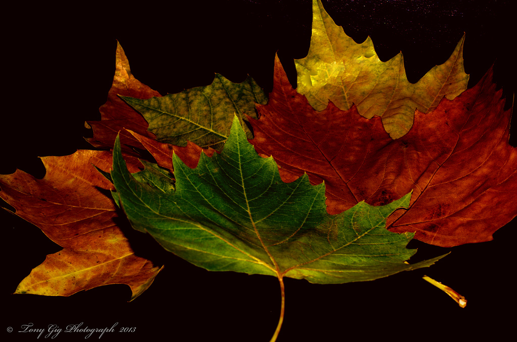 Leaf's by tonygig