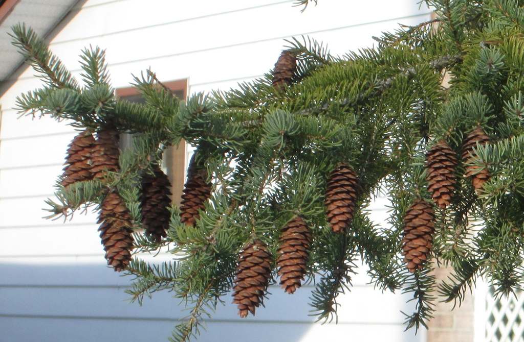 Pine cones by bruni