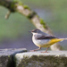 Wagtail. by gamelee
