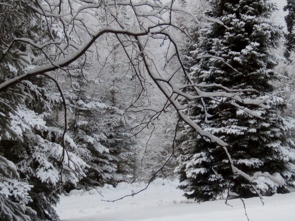 Alaska's Winter Beauty by bjywamer
