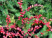 19th Nov 2013 - Berries and Needles