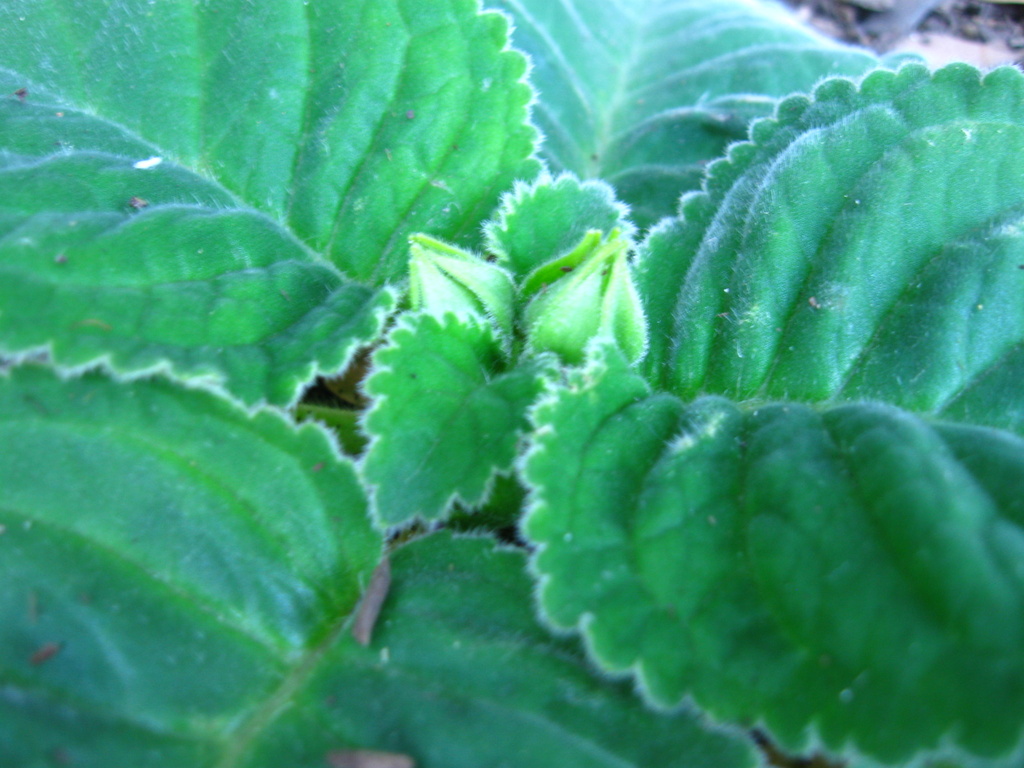 First two Gloxinia Flower Buds by mozette