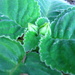 First two Gloxinia Flower Buds by mozette