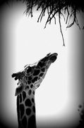 20th Nov 2013 - Giraffe