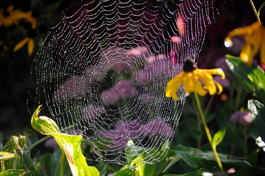 Spider's web by dora