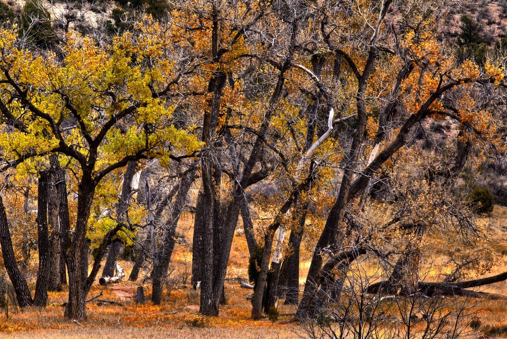 The Fading Colors of Fall by exposure4u