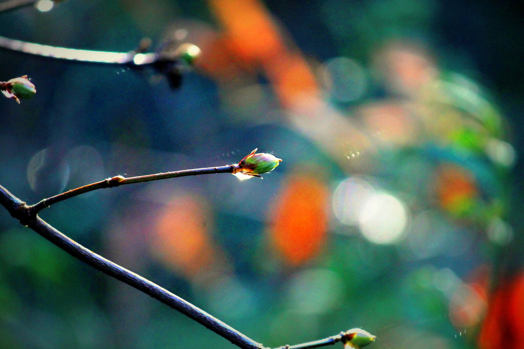 Branches of Bokeh by jankoos