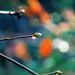 Branches of Bokeh by jankoos