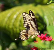 21st Nov 2013 - Tiger Swallowtail