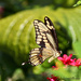 Tiger Swallowtail by stcyr1up
