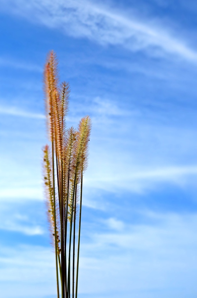 Wheat by cocobella
