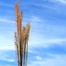 Wheat by cocobella