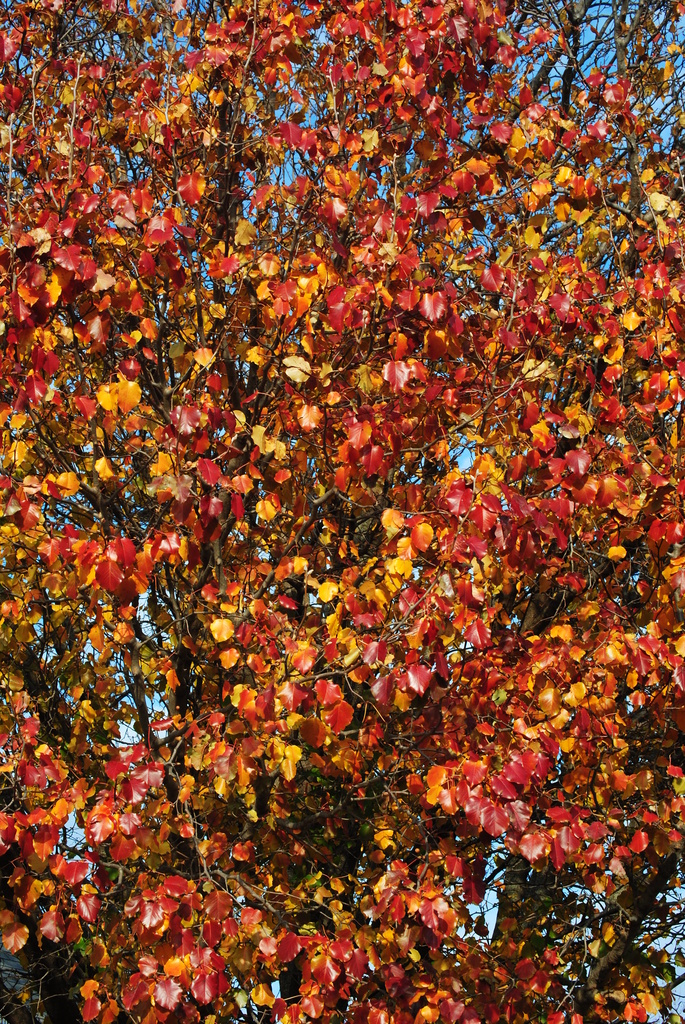 Autumn Leaves by genealogygenie