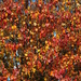 Autumn Leaves by genealogygenie