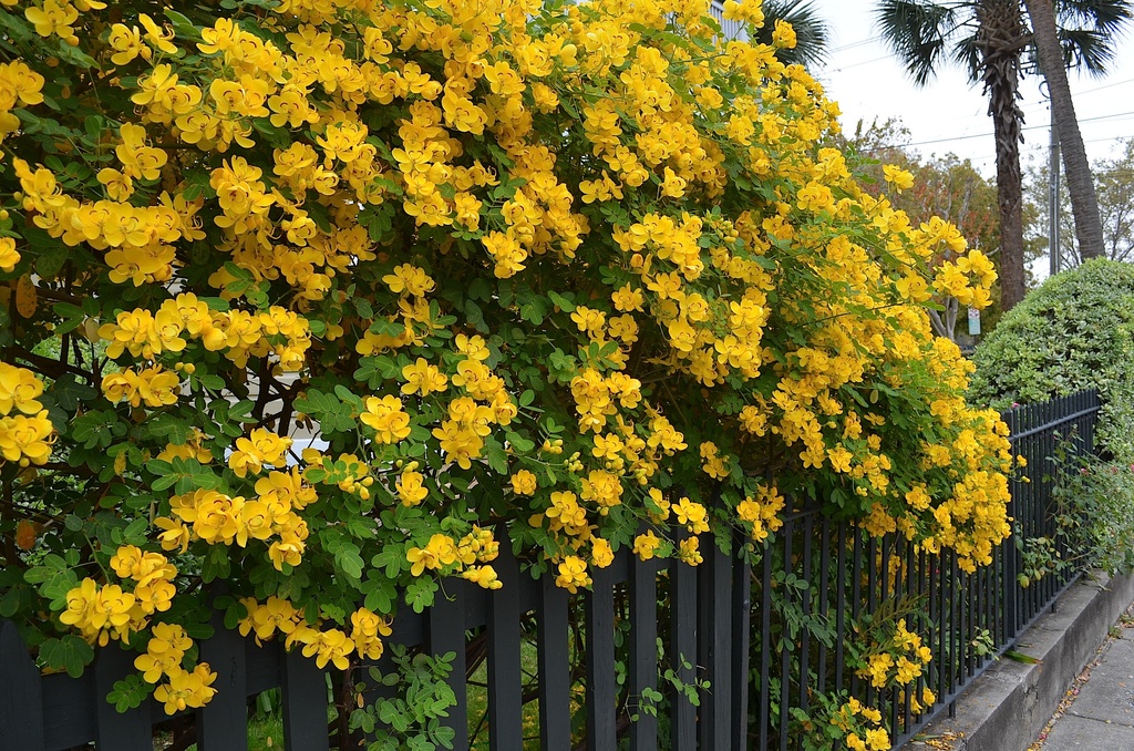 Cassia in full bloom, Charleston, SC by congaree