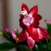 Christmas Cactus by elisasaeter