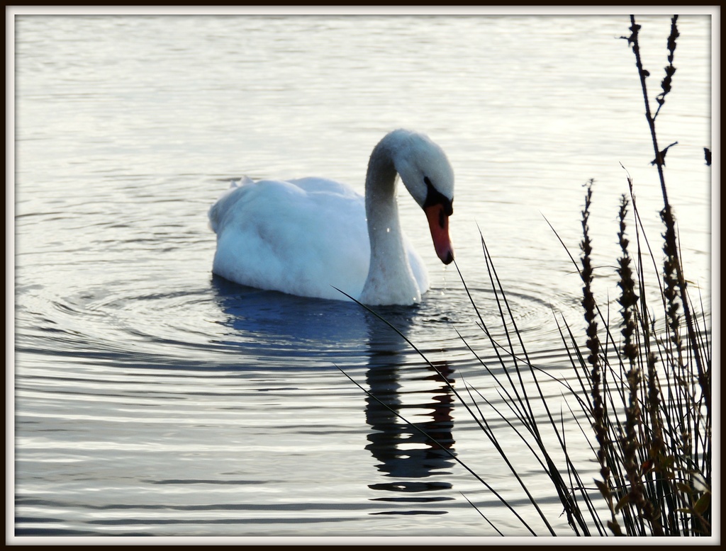 Oh I'm a beautiful swan by rosiekind
