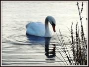 21st Nov 2013 - Oh I'm a beautiful swan