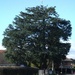 Tree at Naphill by fishers