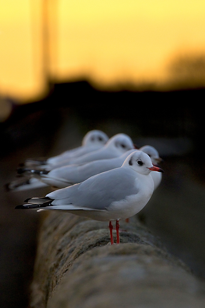 Gulls. by gamelee