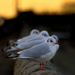Gulls. by gamelee