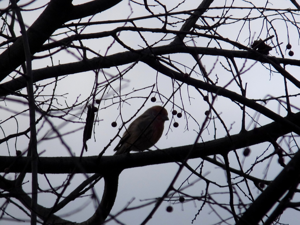 Morning Bird by linnypinny
