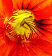 22nd Nov 2013 - Looking Into the Eye of a Nasturtium Complete With Tears