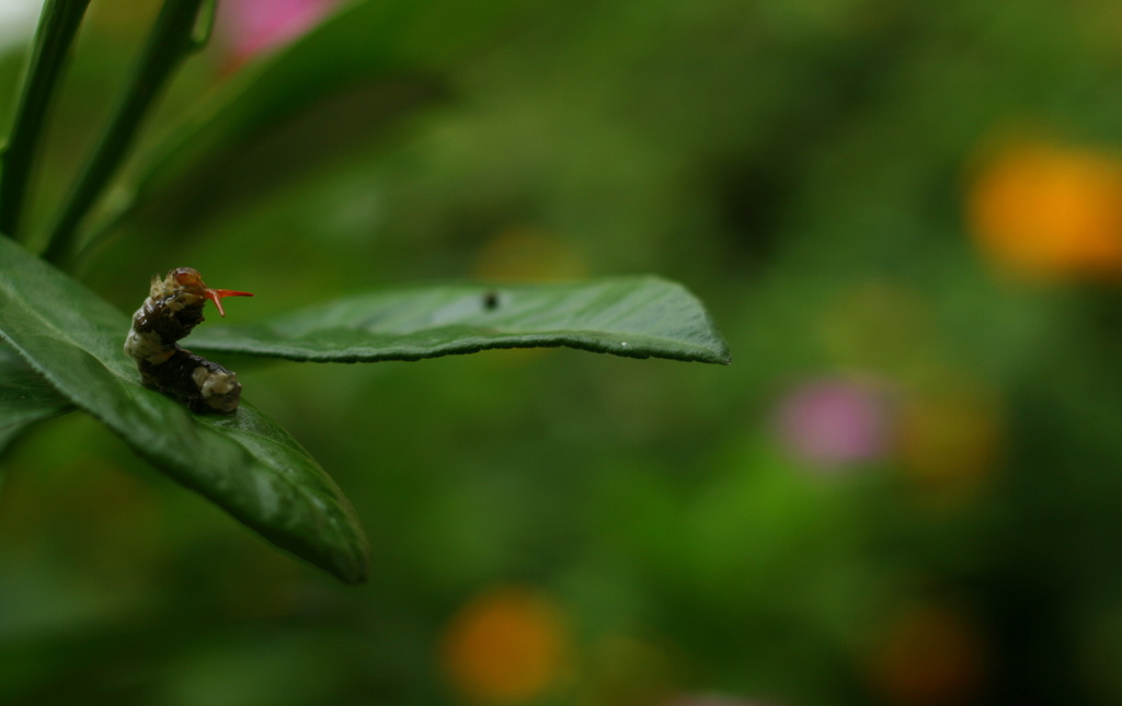 Swallowtail Caterpillar by kerristephens