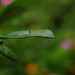 Swallowtail Caterpillar by kerristephens