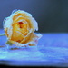 The Last Rose by jankoos
