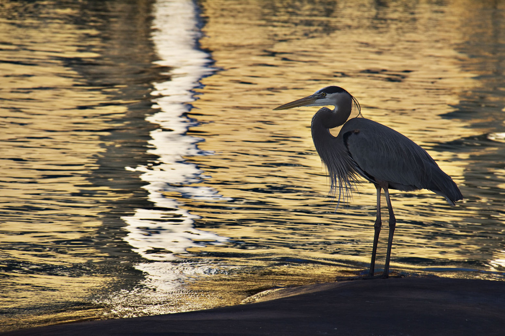 Great Heron by pdulis