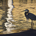 Great Heron by pdulis